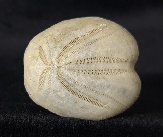 Heteraster oblongus (BRONGNIART 1821) - Bild &copy; FossNet FossilienStore